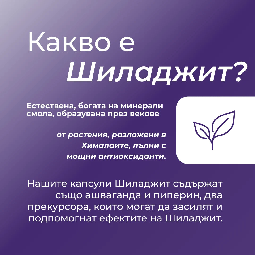 как се пие шиладжит